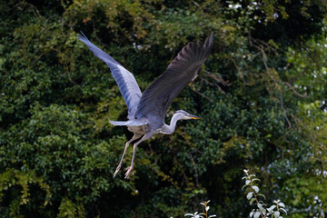 Heron in flight