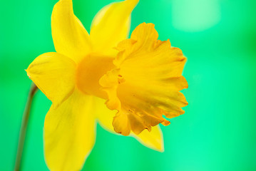 Daffodil -  extereme macro with selective focus