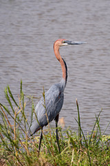 Goliath Heron
