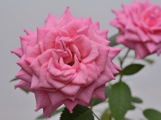 Rose flower close up on a gray background