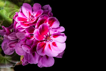 blooming bunch of pink geranium flowers, isolated on black background. close up