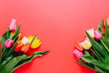 Beautiful tulips on red background, copy space