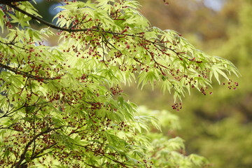 花を付けたカエデ