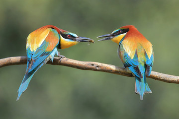 Pair of European bee-eater (Merops apiaster) sharing a bee