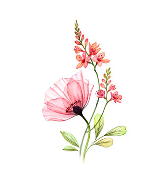 Watercolor floral arrangement. Abstract poppy flower with exotic fresia isolated on white. Hand painted artwork with detailed plants. Botanical illustration for cards, wedding design, cosmetics