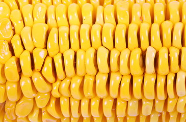 Close up Boiled corn cob 