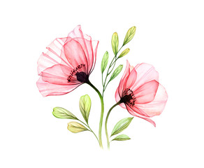 Watercolor Poppy bouquet. Two red flowers with leaves isolated on white. Hand painted illustration with detailed petals. Botanical illustration for cards, wedding design