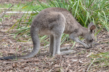 Eastern Grey Kangaroo