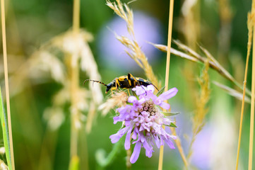 close-up of pincushion flower Scabiosa columbaria