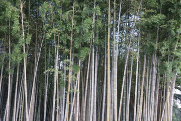 Fototapeta premium A tree in a forest