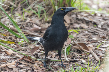 Pied Currawong on the ground in the bush