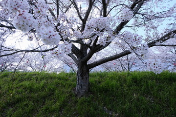 桜