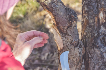 worker pruning garden trees in spring