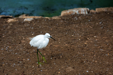 Little white heron