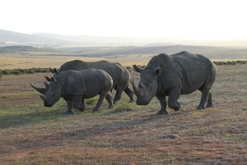 rhino