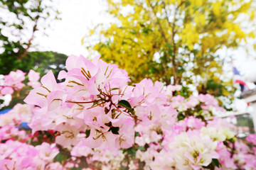 Pink paper flower on yellow flower blured forbackground