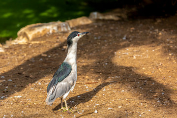 Beautiful Black Crown Night Heron