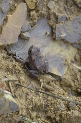 European common brown frog, or European grass frog sitting on a stone