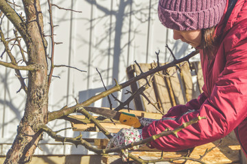worker pruning garden trees in spring