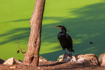 Cormorant sits by a green pond