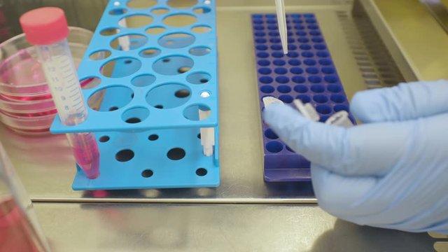 4k Close up of a scientist pipetting red liquid medium to eppendorf tubes under a cell culture bench.