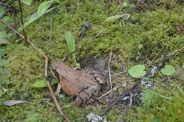 European common brown frog, or European grass frog sitting on a stone