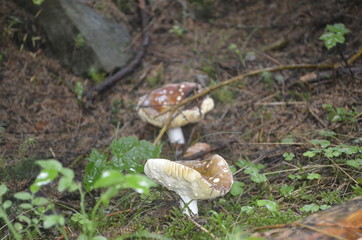 Mushrooms cut in the woods