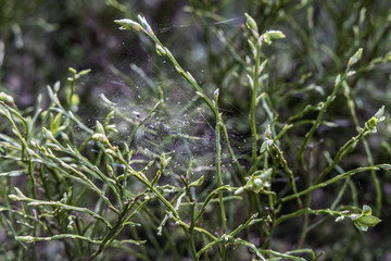 Wildlife Sanctuary Hahnheide - Spider Net