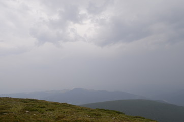 summer green forest in the mountains