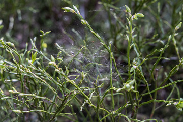 Wildlife Sanctuary Hahnheide - Spider Net