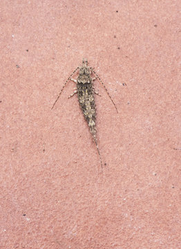 Promesomachilis hispanica Bronze minnow bristletails small insect looking like common fish in wet times on walls and floors