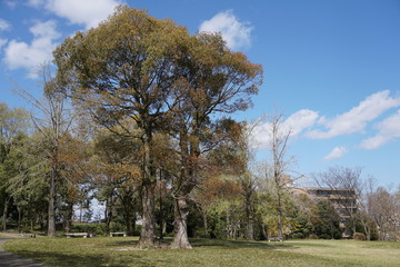 Obraz premium 公園の大木