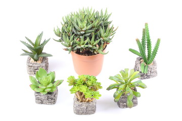 Agave in pot on white background