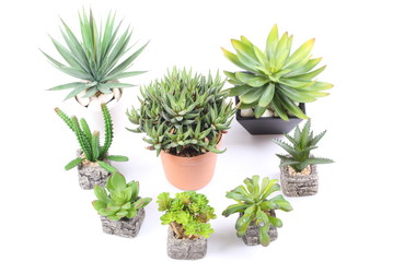 Agave in pot on white background