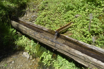 the source of water in the forest