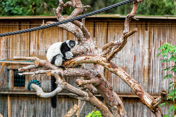 Lemur Vari in a safari park sits on a trunk of a dry tree