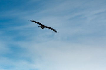 青空を飛ぶ鳶のシルエット