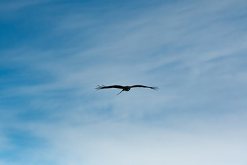 青空を飛ぶ鳶のシルエット
