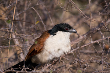 Burchell's Coucal