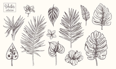 Collection of tropical plants, leaves and flowers. Vector Hand Drawn Sketch Botanical Illustration. Highly detailed plant. Palm leaves. Monstera, Plumeria, hibiscus, Strelitzia reginae, Anthurium 