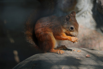 Naklejka na ściany i meble A squirrel sits on a stone and eats a nut.