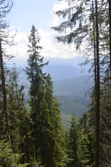 summer green forest in the mountains