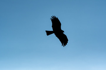 青空を飛ぶ鳶のシルエット