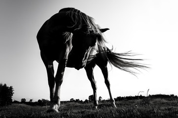 Horse in the meadow. Beautiful horse in a beautiful light. Artistic black and white photo of a horse in artistic light.