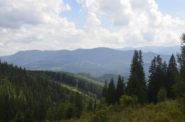 summer green forest in the mountains