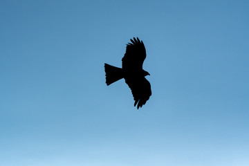 青空を飛ぶ鳶のシルエット