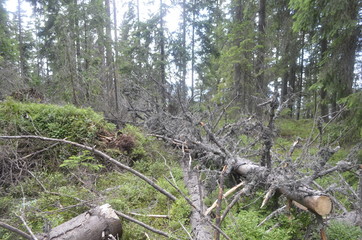 Obraz premium summer green forest in the mountains