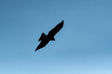 青空を飛ぶ鳶のシルエット