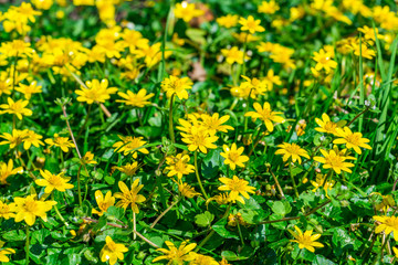 Yellow lesser celandine (Ficaria verna) or pilewort flowers on a lawn as backgound - closeup with selective focus