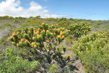Fototapeta na wymiar Fynbos - belt of natural shrubland vegetation located in the Cape provinces of South Africa.